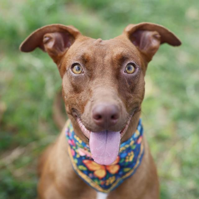 Hallie, a Terrier (mix breed), available for adoption