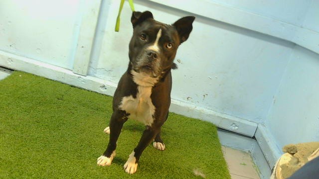 A5801411, a Bullmastiff, available for adoption