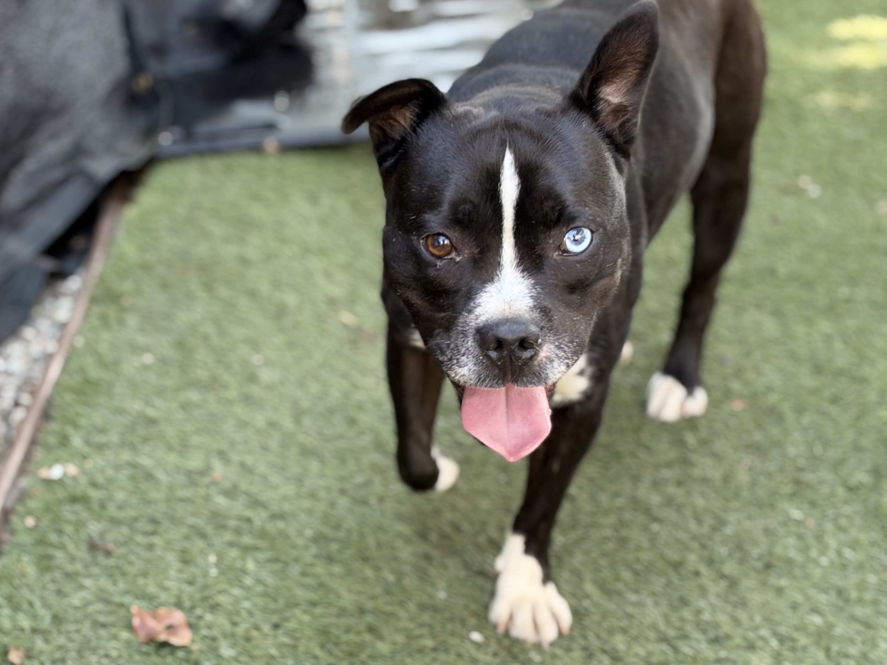 Pawblito, a Bullmastiff, available for adoption