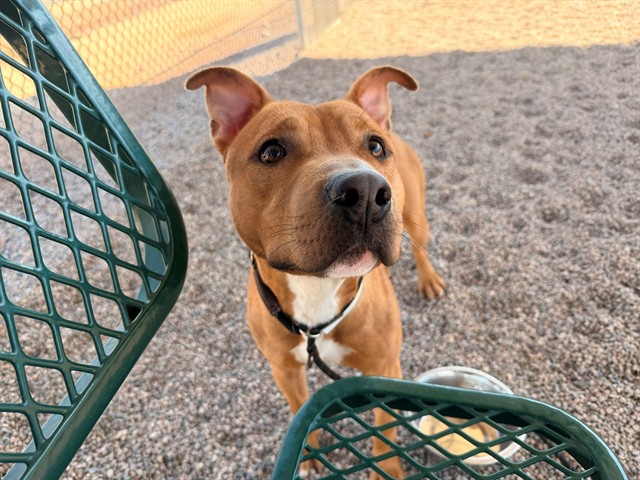 Cameron San Diego, a Pit Bull Terrier (mix breed), available for adoption