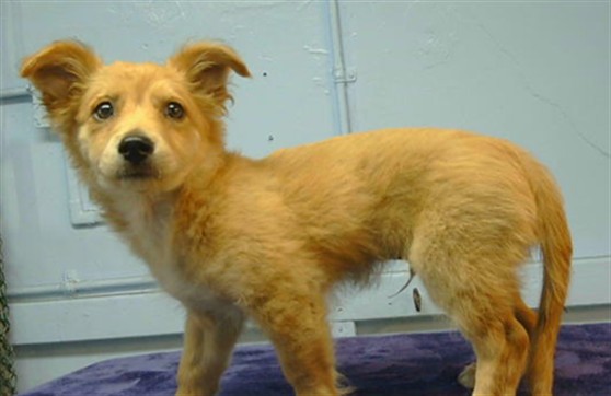 A5801671, a Chihuahua, available for adoption