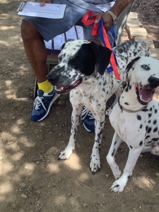 Pongo, a Dalmatian, available for adoption