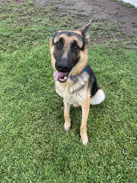 Nine, a German Shepherd, available for adoption