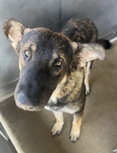 Mack, a Shepherd (mix breed), available for adoption