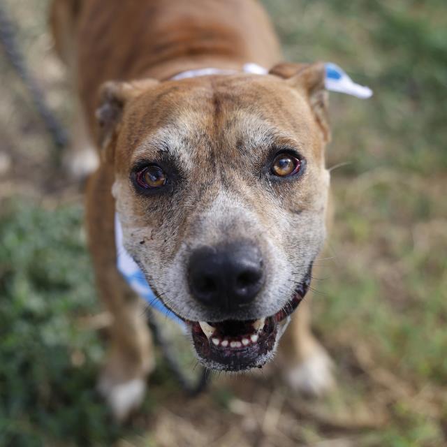 Fredrick, a American Staffordshire Terrier (mix breed), available for adoption
