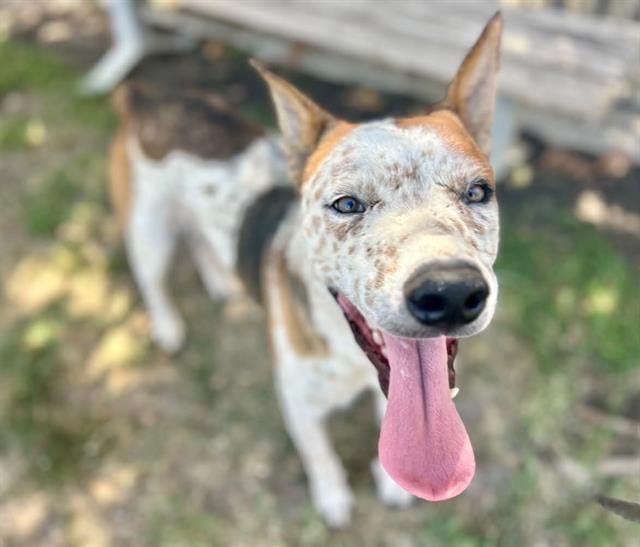 Cooper, a Shepherd (mix breed), available for adoption