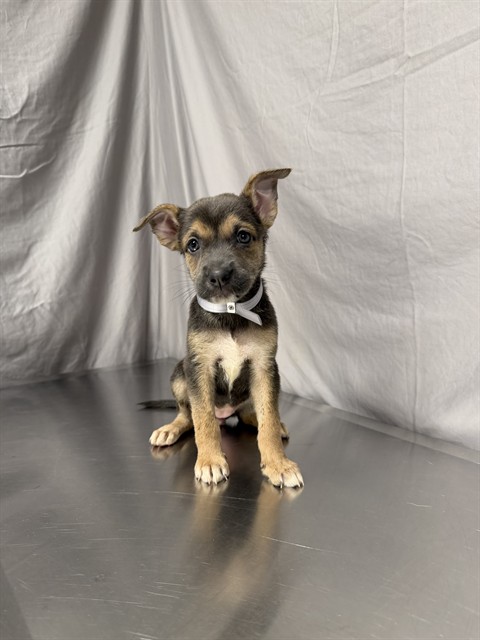 Honey, a German Shepherd, available for adoption