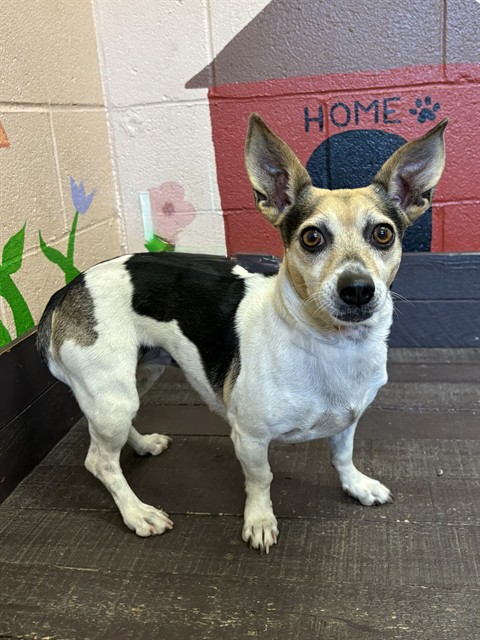 Cora, a Chihuahua, available for adoption