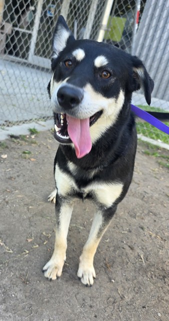 Aurora, a Siberian Husky (mix breed), available for adoption
