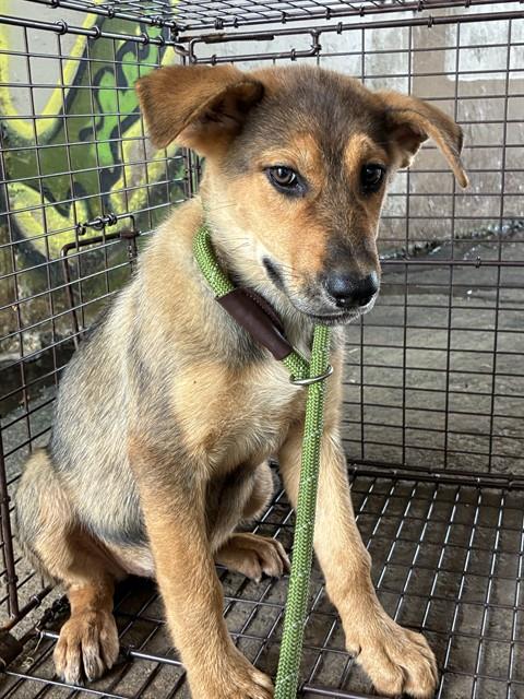 A480932, a German Shepherd (mix breed), available for adoption