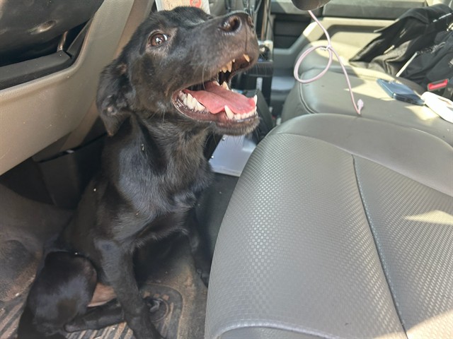 A481075, a Black Labrador Retriever, available for adoption