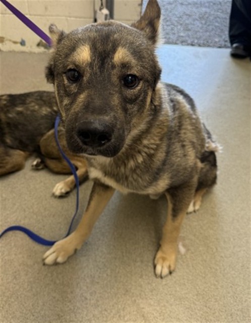 Benny, a German Shepherd (mix breed), available for adoption
