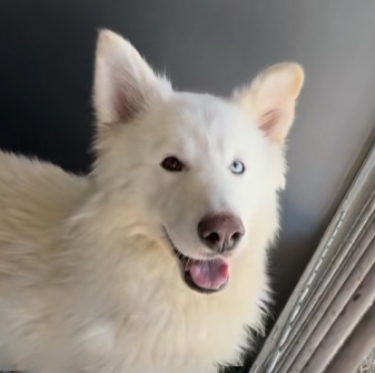 Ghost, a Siberian Husky, available for adoption