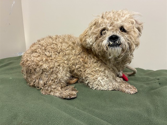 Royce, a Maltese, available for adoption