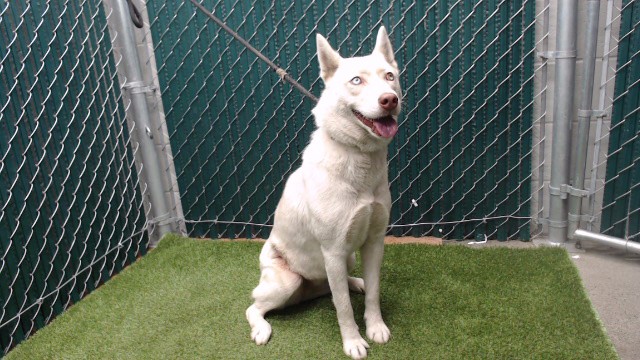 Shiro, a Siberian Husky, available for adoption