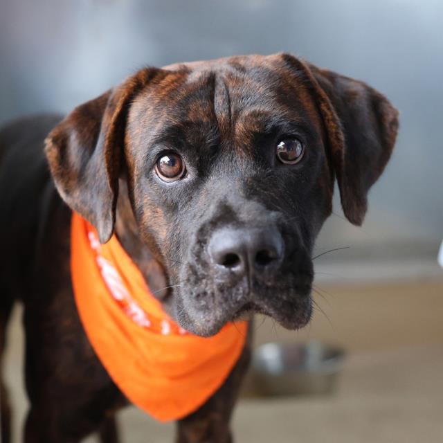 Jc, a Boxer (mix breed), available for adoption