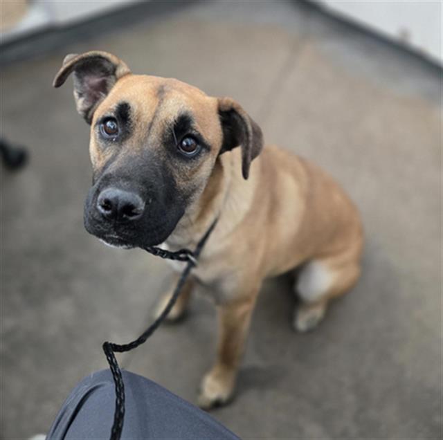 Chocolate, a Black Mouth Cur (mix breed), available for adoption