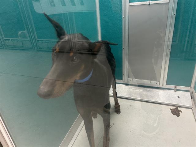 Chester, a Doberman Pinscher (mix breed), available for adoption