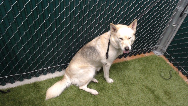 Kaya, a Labrador Retriever, available for adoption