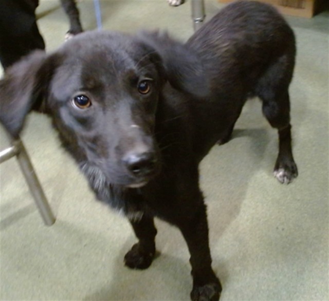 Buttercup, a Retriever, available for adoption