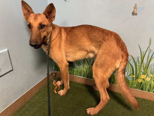 Cpt Planet, a German Shepherd, available for adoption