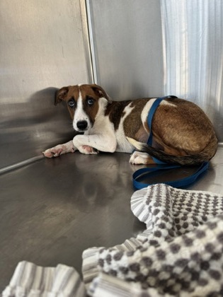 Star, a Terrier, available for adoption