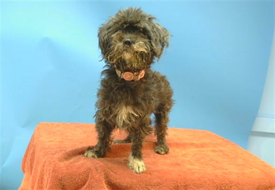 A5806562, a Terrier, available for adoption