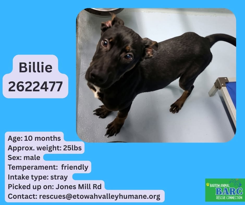 Billie, a Retriever, available for adoption