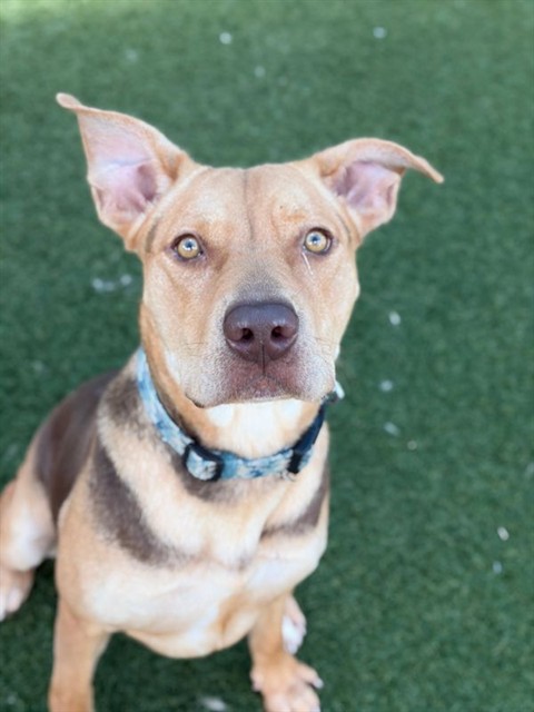 Cali, a American Staffordshire Terrier (mix breed), available for adoption