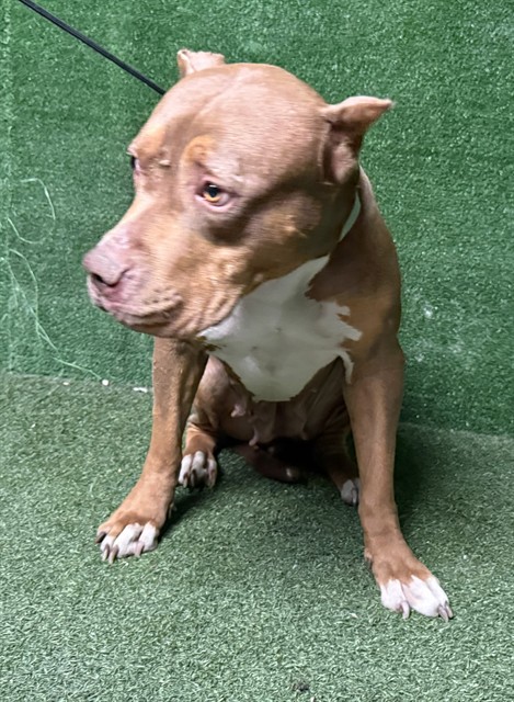 Lola, a American Bulldog, available for adoption