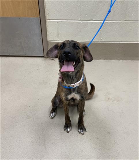 Coco, a Dutch Shepherd, available for adoption