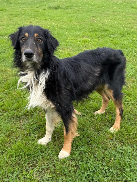 A5807684, a Australian Shepherd, available for adoption