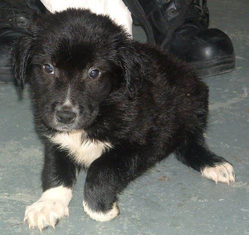 Other Photos of thie Dog