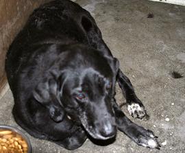 Other Photos of thie Dog