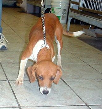 Other Photos of thie Dog