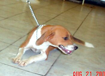 Other Photos of thie Dog