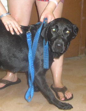 Other Photos of thie Dog