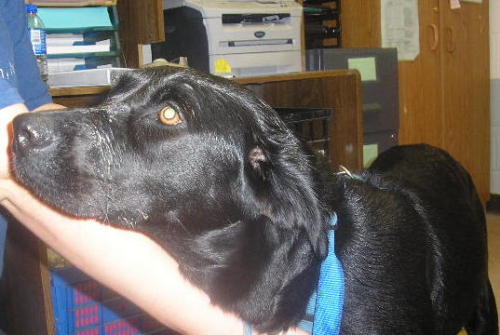 Other Photos of thie Dog