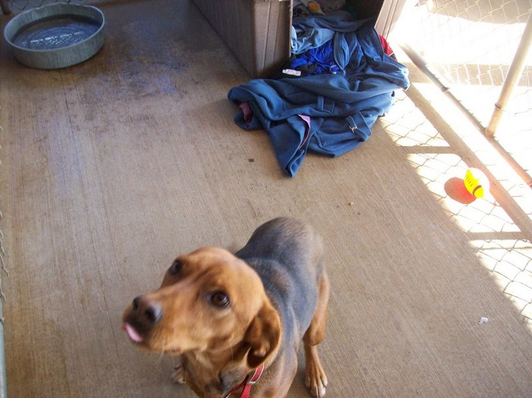 Other Photos of thie Dog