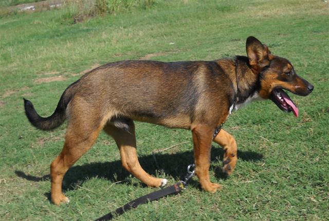 Other Photos of thie Dog
