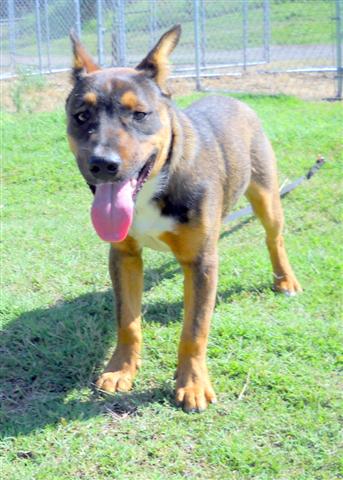 Other Photos of thie Dog