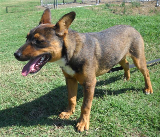 Other Photos of thie Dog