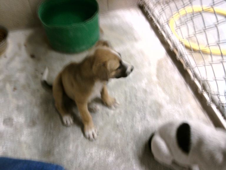 Other Photos of thie Dog
