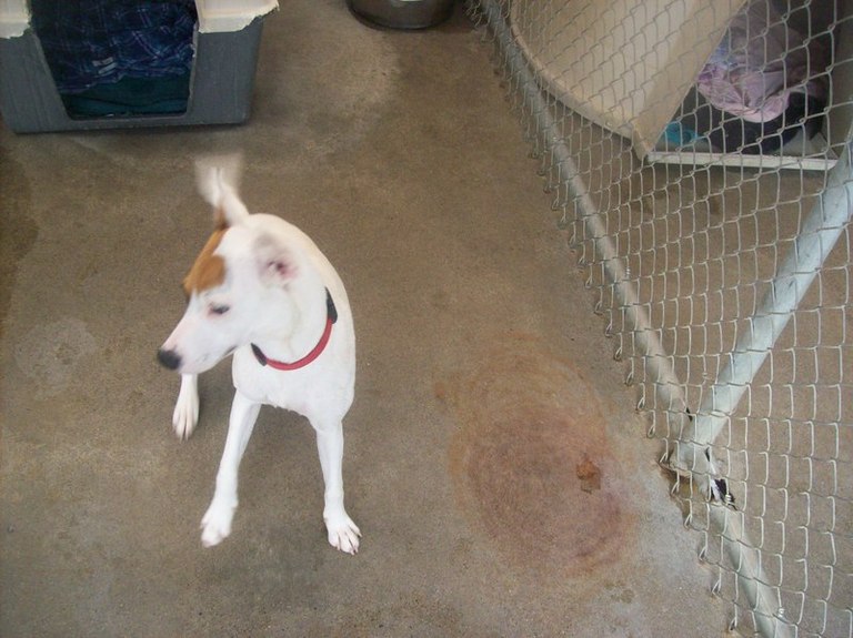 Other Photos of thie Dog
