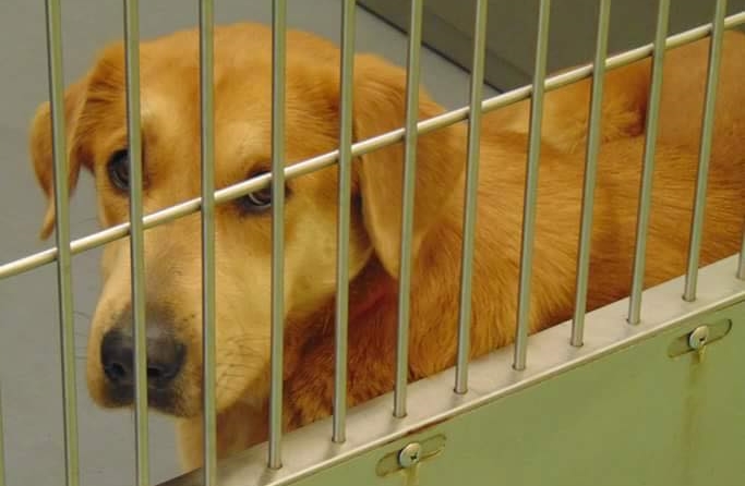 Other Photos of thie Dog
