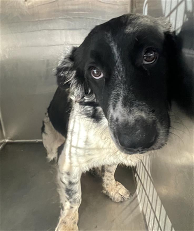 Main Photo of this Dog