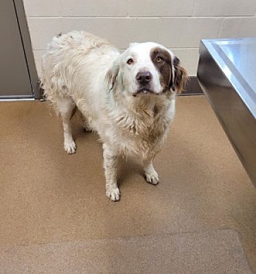 Main Photo of this Dog