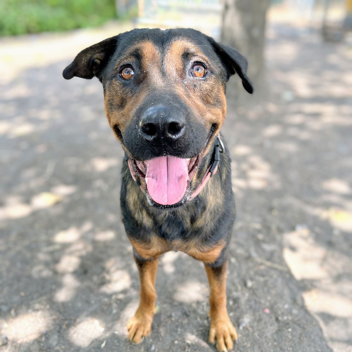 Main Photo of this Dog