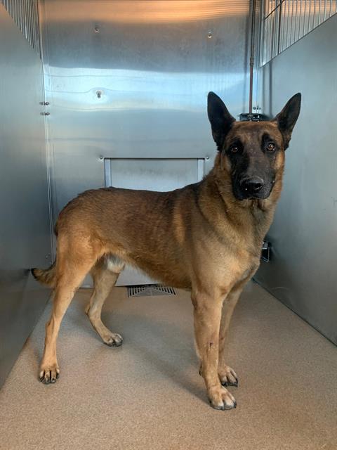 Main Photo of this Dog