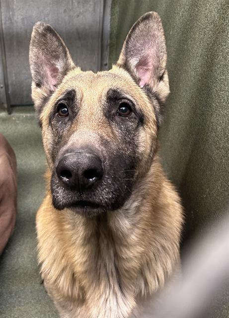 Main Photo of this Dog